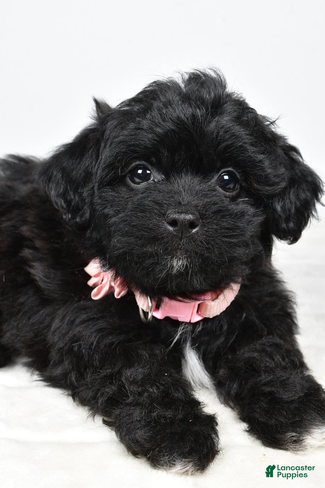 Shihpoo dogs for sale: Indie - Ad 3