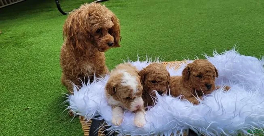 Toy Poodle dogs for sale: Teddy - Ad 2