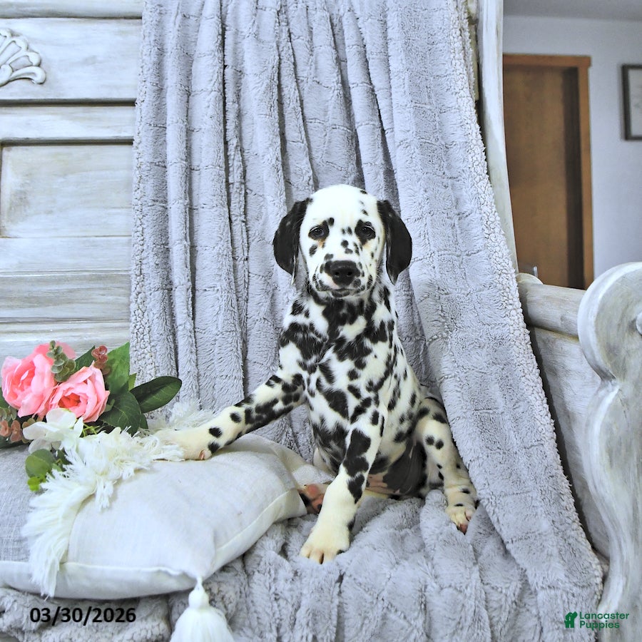 Dalmatian dogs Skye - Ad 1