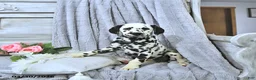 Dalmatian dogs for sale: Skye - Ad 1