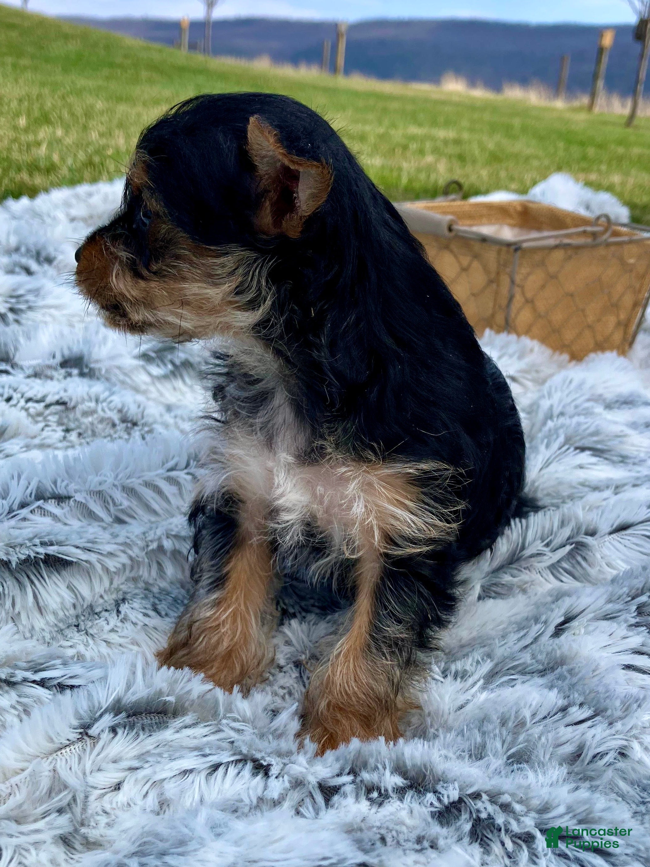 Yorkshire Terrier dogs Darlin - Ad 2