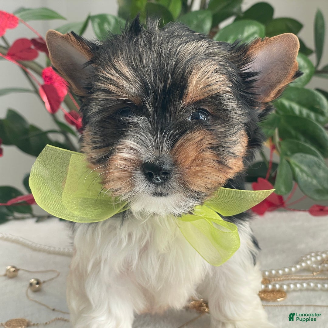 Biewer Terrier dogs for sale: Tony - Ad 7