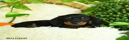 Miniature Dachshund dogs for sale: Scuffy - Ad 3