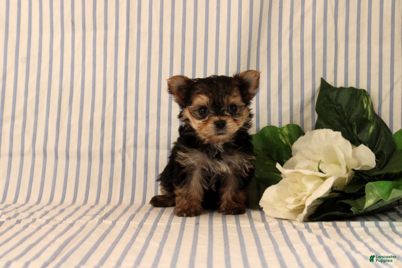 Morkie dogs Barker - Ad 2