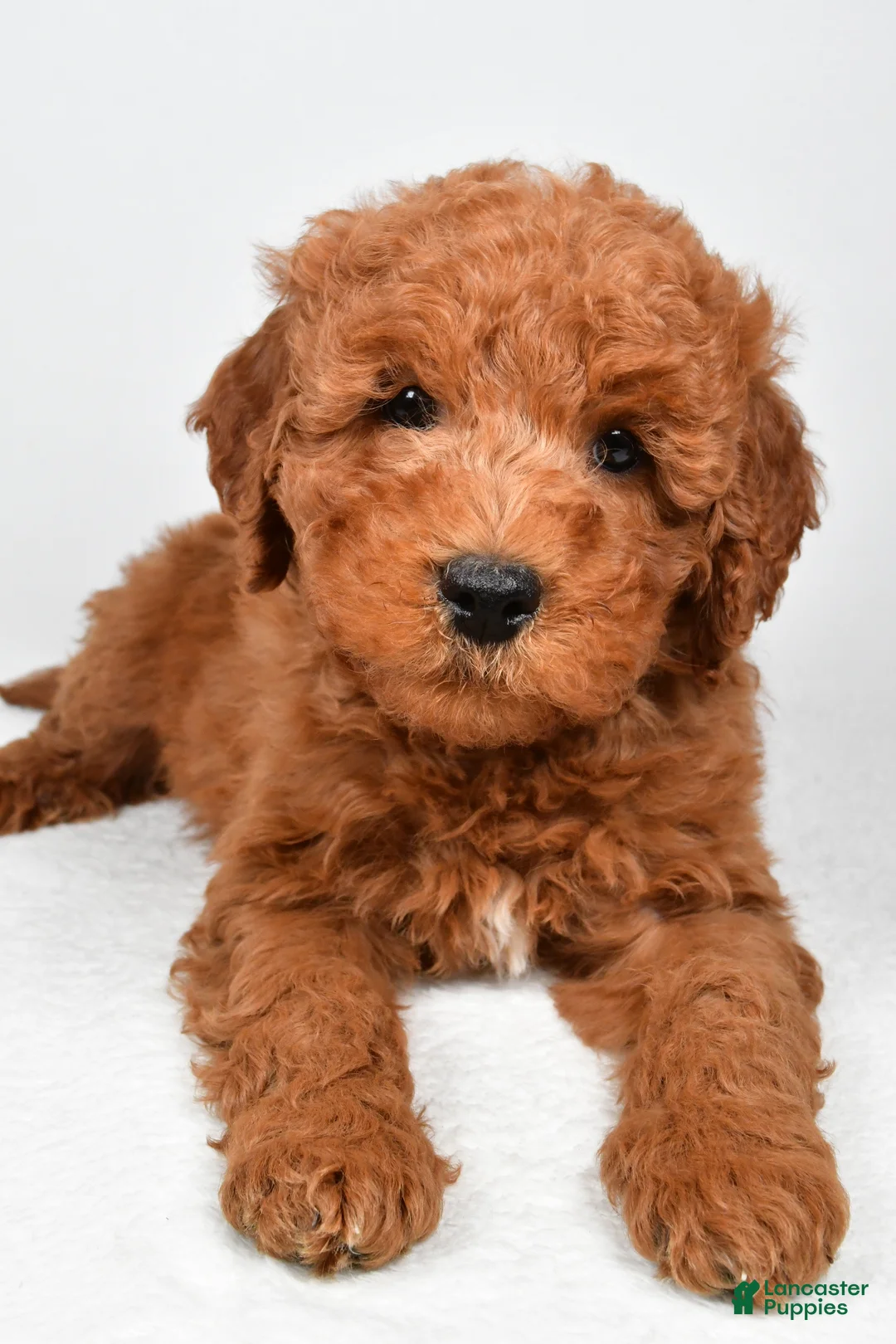Mini Goldendoodle dogs for sale: Winston  - Ad 7