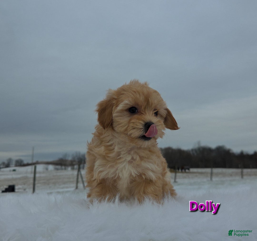 Maltipoo dogs for sale: Dolly - Ad 6