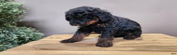 Mini Bernedoodle dogs for sale: Klaus - Ad 2