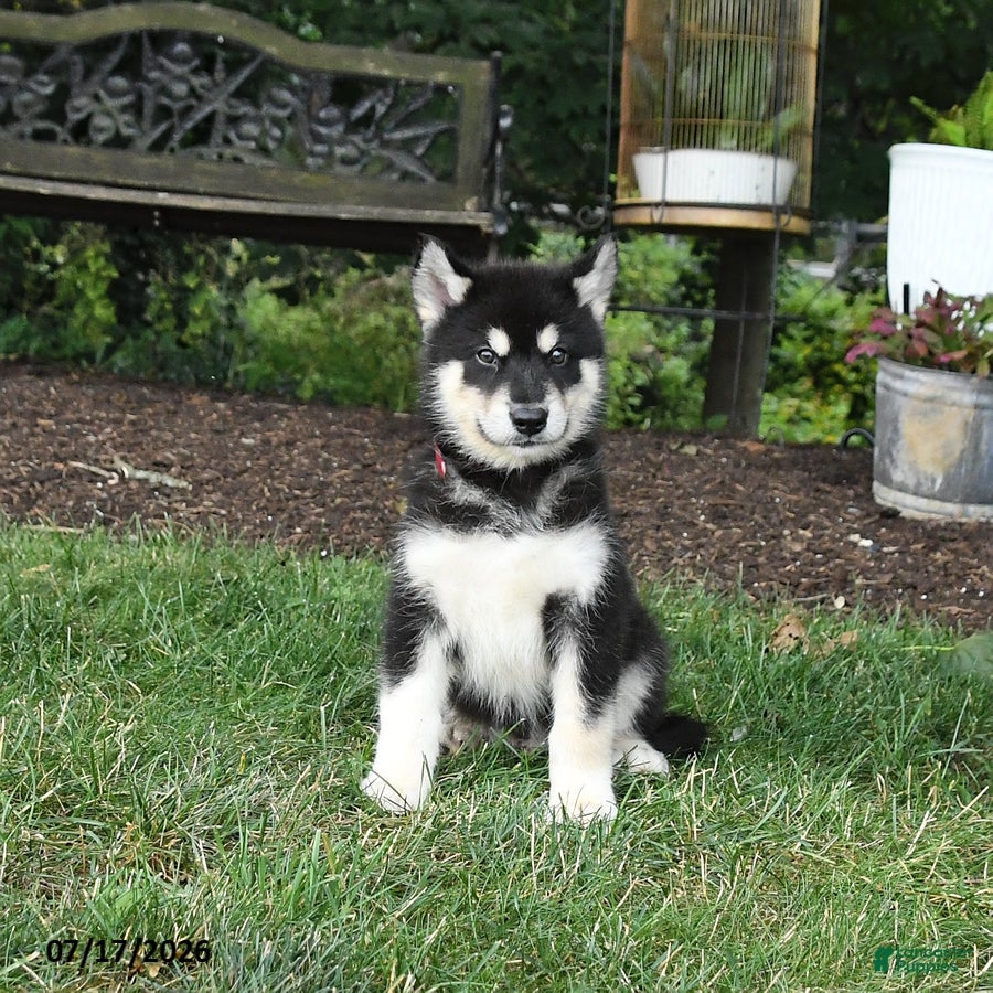 Alaskan Malamute dogs Shadow - Ad 2