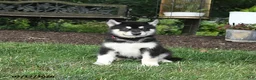 Alaskan Malamute dogs for sale: Shadow - Ad 2