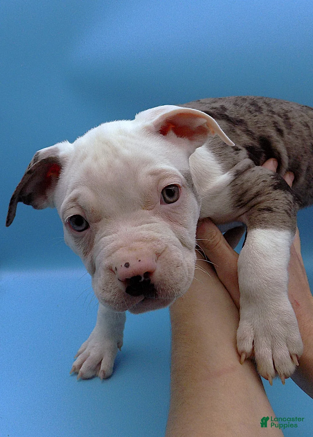 Mixed Breed dogs for sale: Lillith - Ad 2