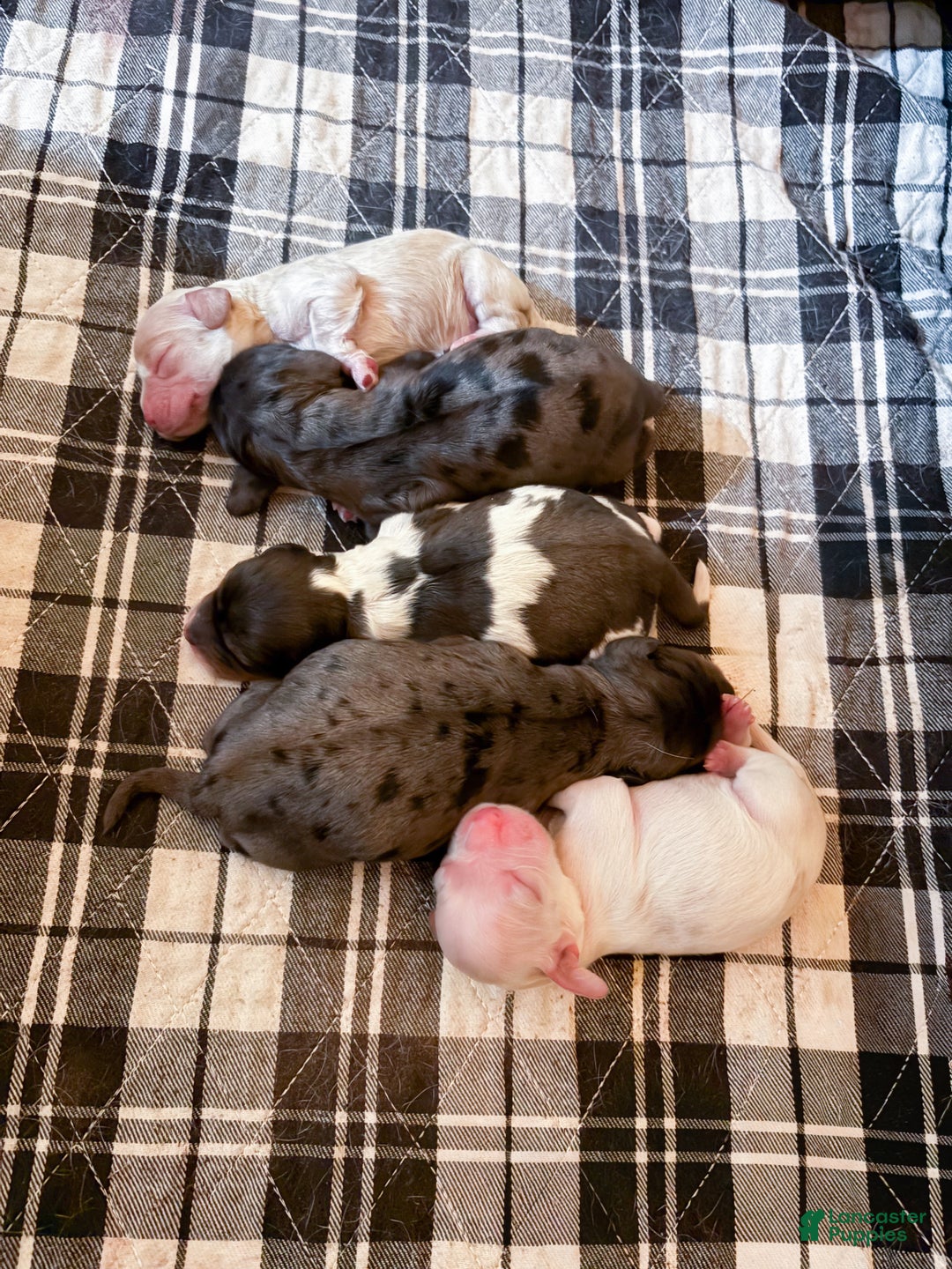 Cocker Spaniel dogs for sale: Teddy - Ad 13