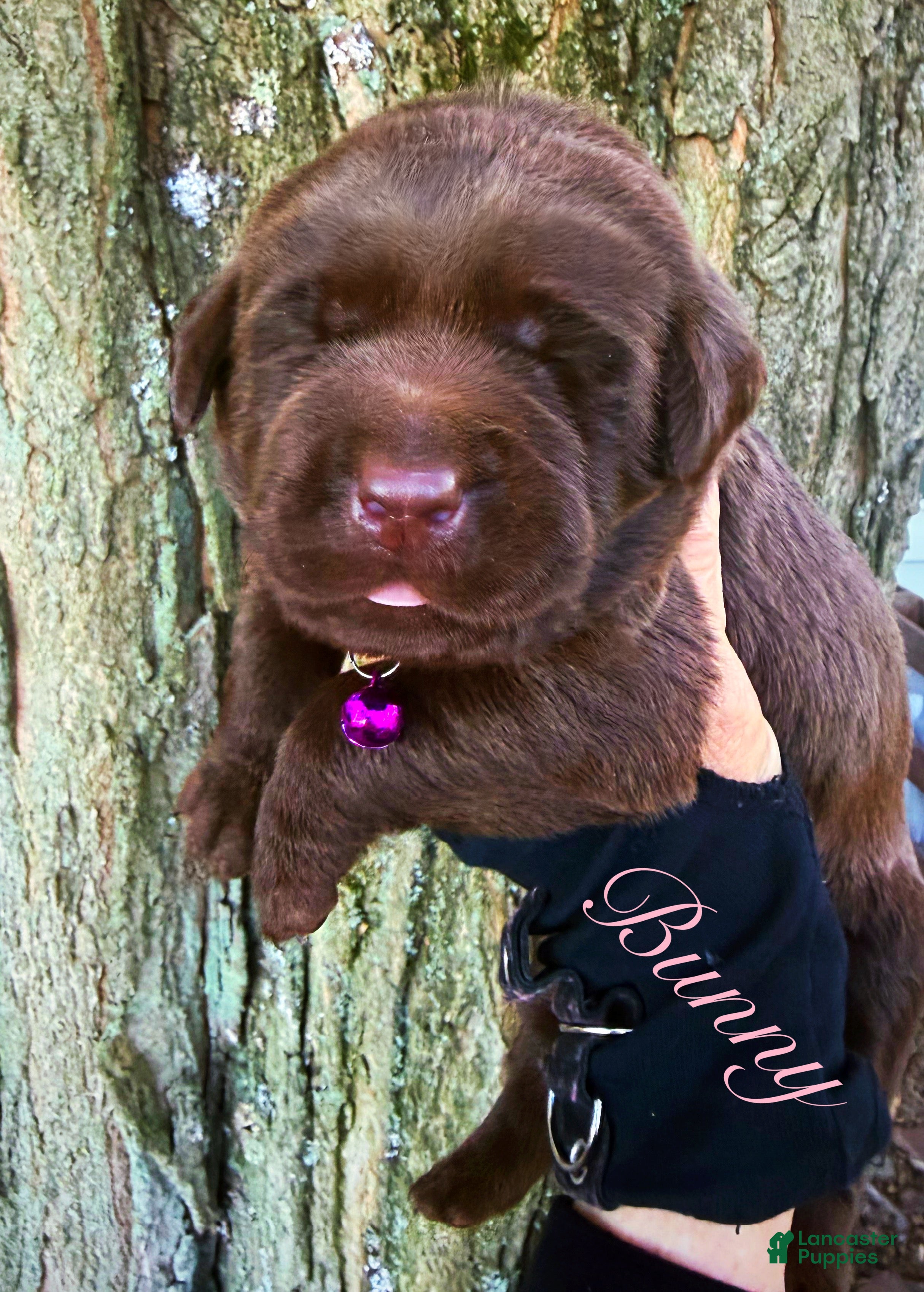 Labrador Retriever dogs Labrador Retriever 1 - Ad 1