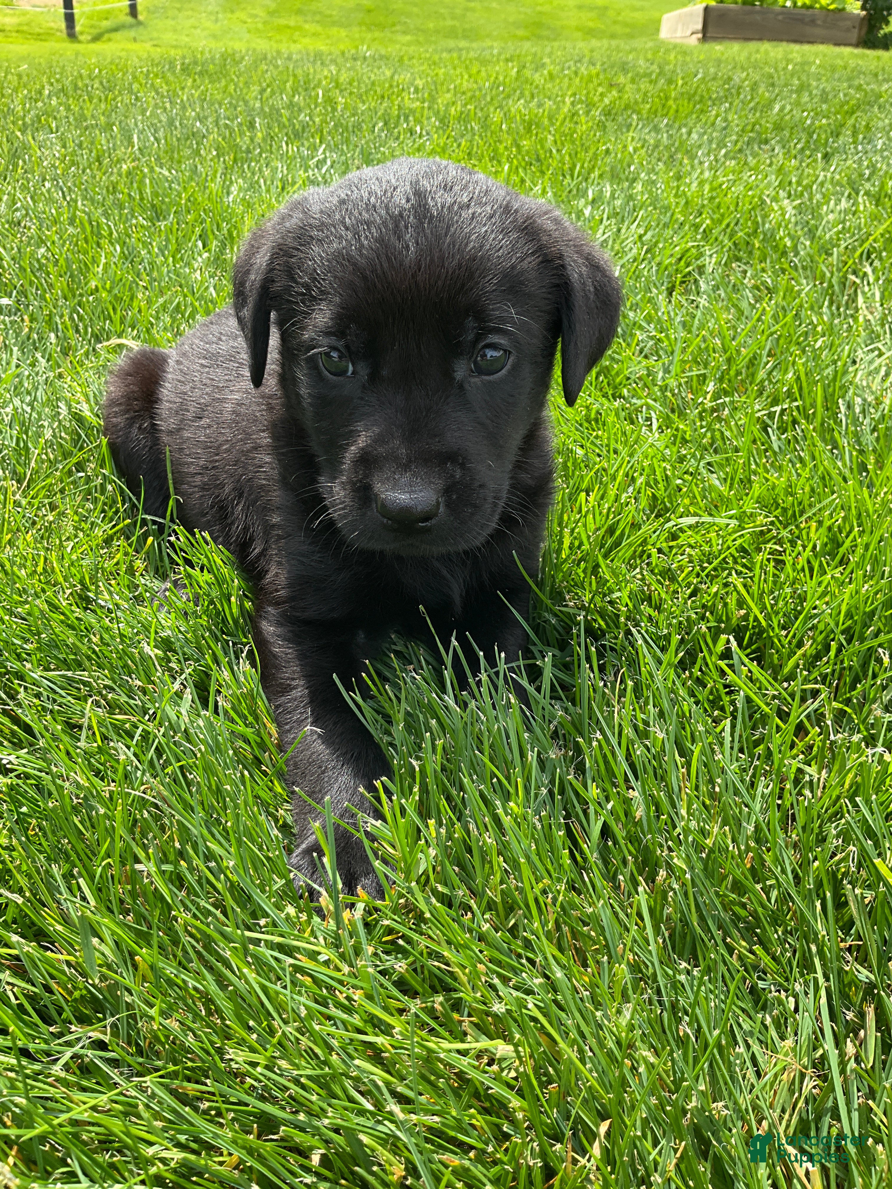 Labrador Retriever dogs for sale: Madox - Ad 3