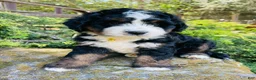 Bernedoodle dogs for sale: Strawberry kiwi- ultra Bernedoodle  - Ad 5