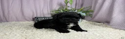 Shihpoo dogs for sale: Shihpoo 1 - Ad 3