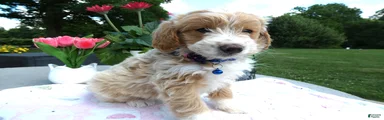 Mini Aussiedoodle 7 Johnny