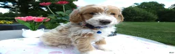 Mini Aussiedoodle dogs for sale: Mini Aussiedoodle 7 Johnny - Ad 1