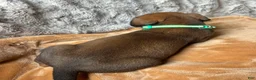Great Dane dogs for sale: Barney - Ad 3