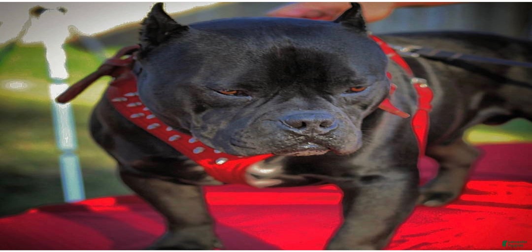 Gallery Image {{count}}