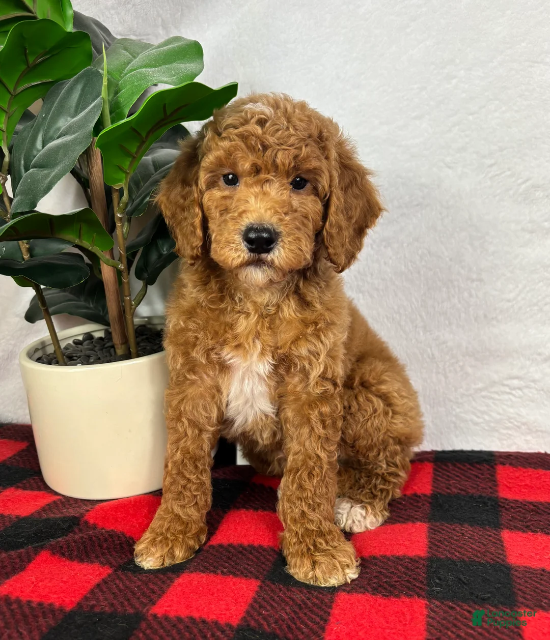 Mini Goldendoodle dogs for sale: Ginger - Ad 5