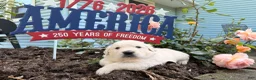 Golden Retriever dogs for sale: Tank - Ad 2