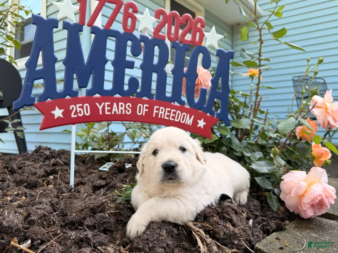 Golden Retriever dogs for sale: Tank - Ad 2