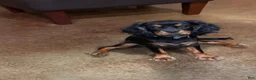Cavalier King Charles Spaniel dogs for sale: Cavalier King Charles Spaniel 1 - Ad 2