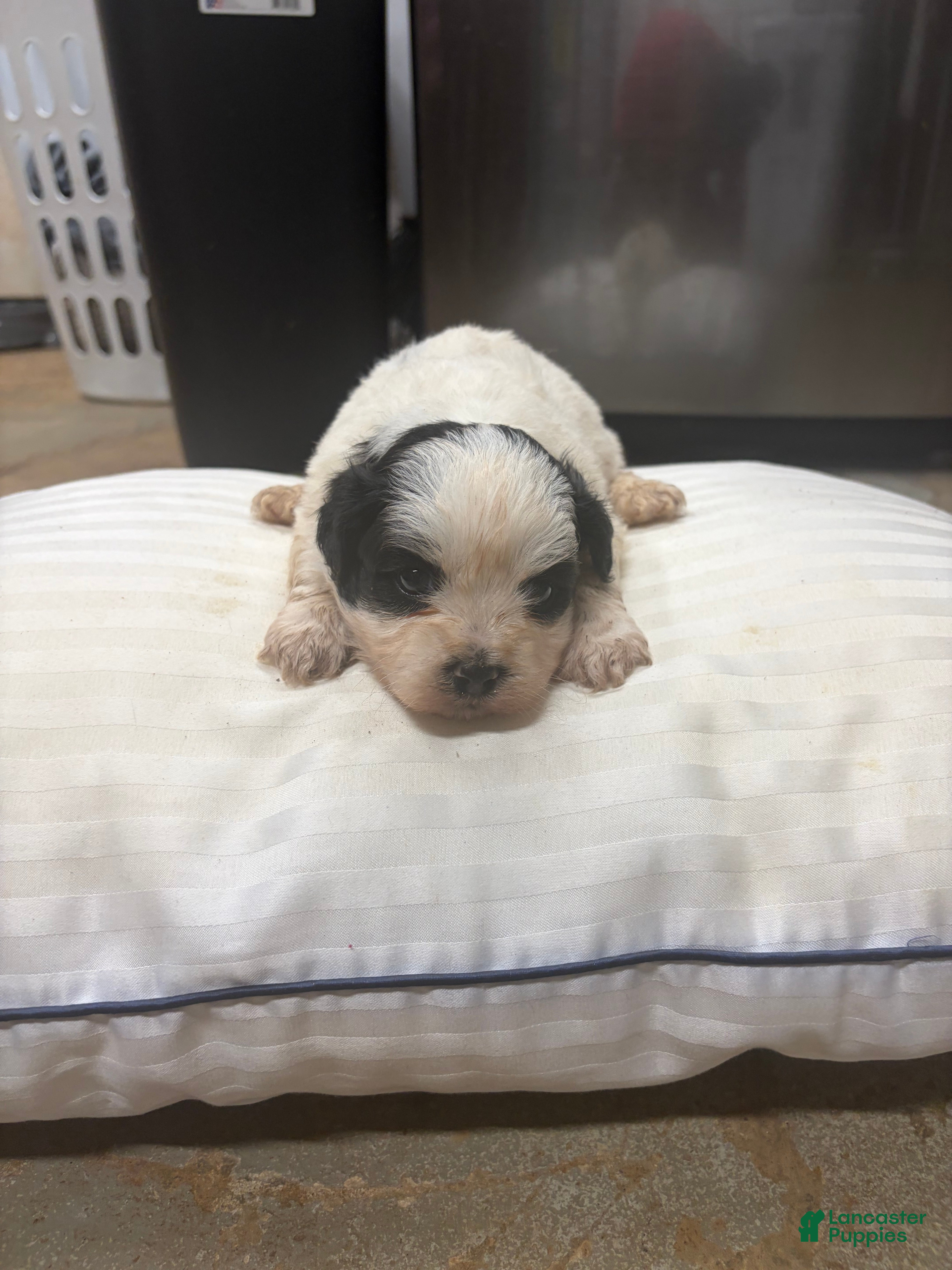 Mixed Breed dogs King - Ad 1