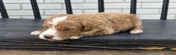Mini Goldendoodle dogs for sale: Daniel - Ad 3