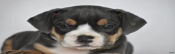 Beabull dogs for sale: Liam - Ad 3