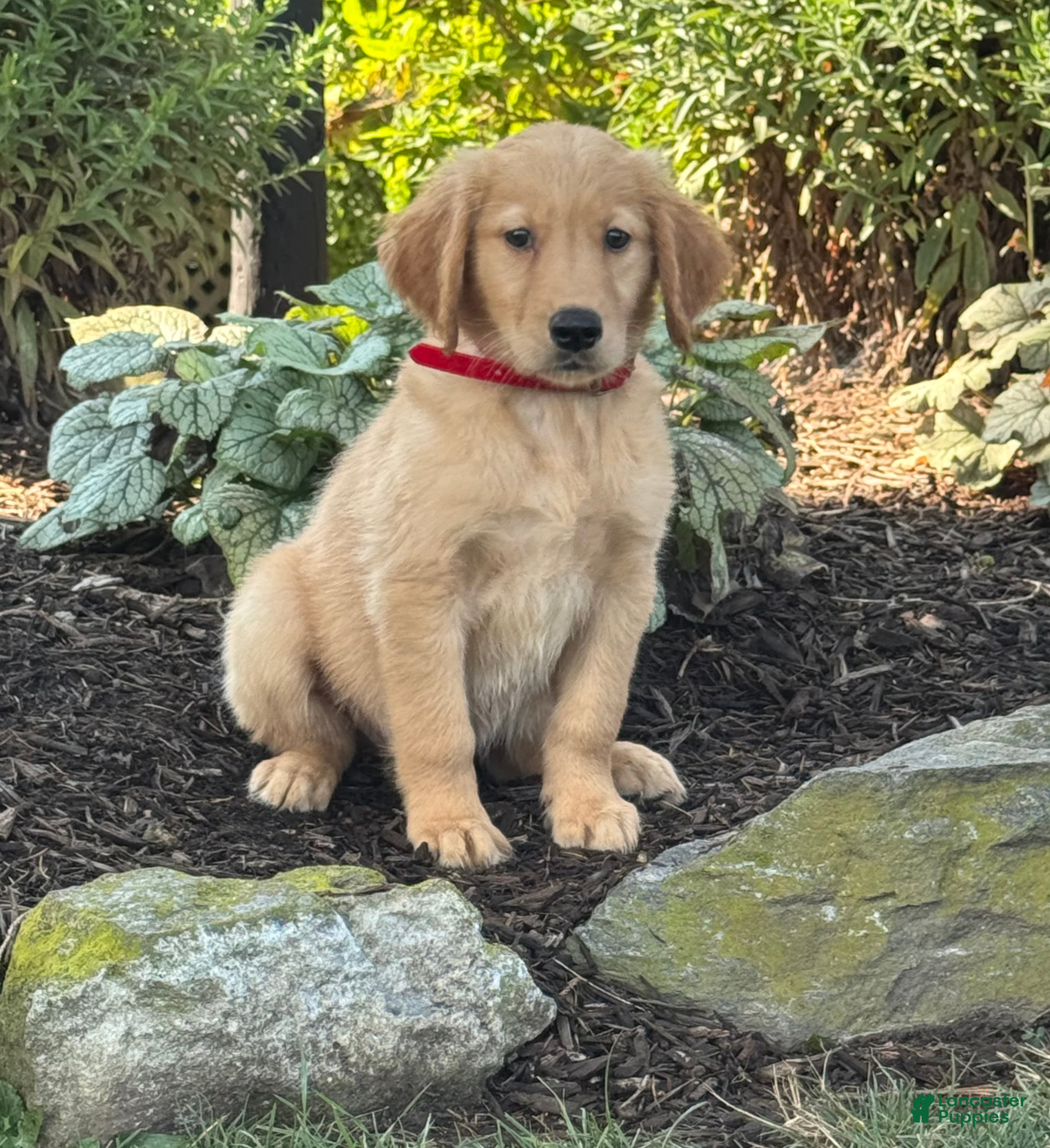 Golden Retriever dogs Kevin - Ad 1