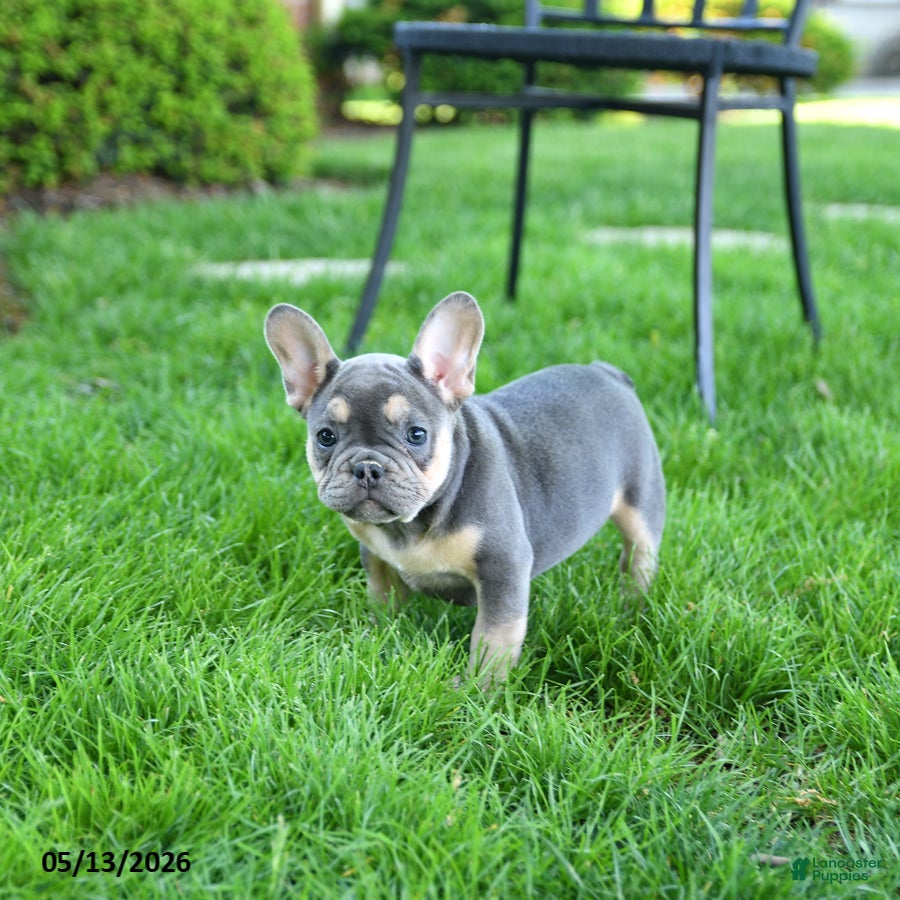 French Bulldog dogs for sale: Smokey - Ad 1
