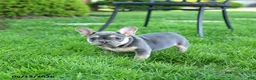 French Bulldog dogs for sale: Smokey - Ad 1