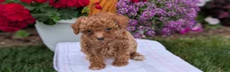 Toy Poodle dogs for sale: Luna - Ad 8