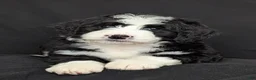 Bernedoodle dogs for sale: Nova - Ad 2