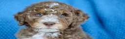 Mixed Breed dogs for sale: Harry Potter - Ad 6