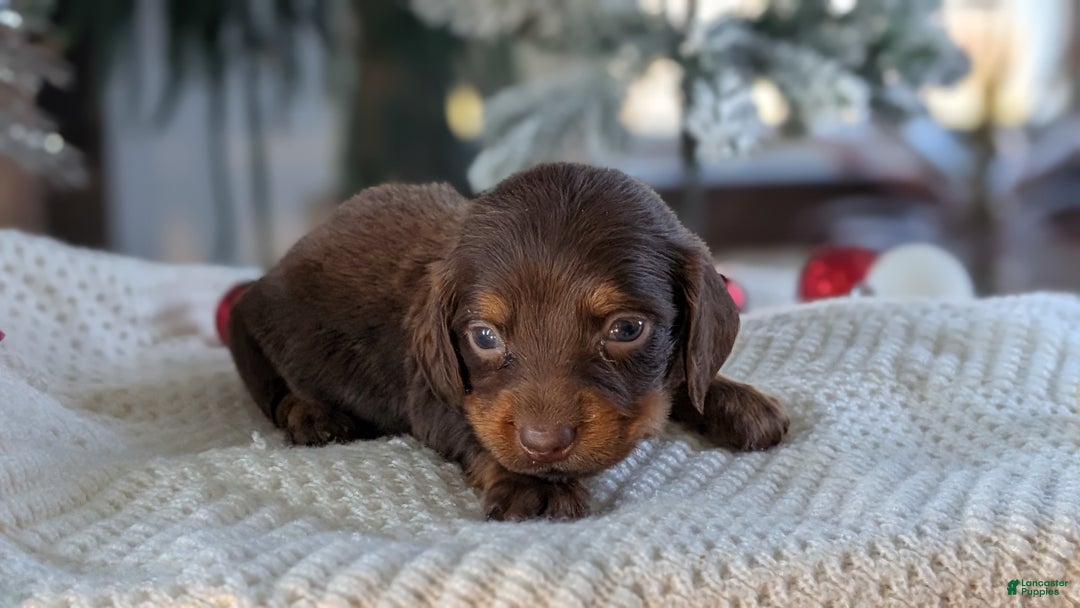Miniature Dachshund dogs for sale: Falcon - Ad 6