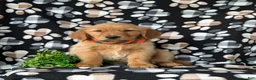 Golden Retriever dogs for sale: Coby - Ad 5