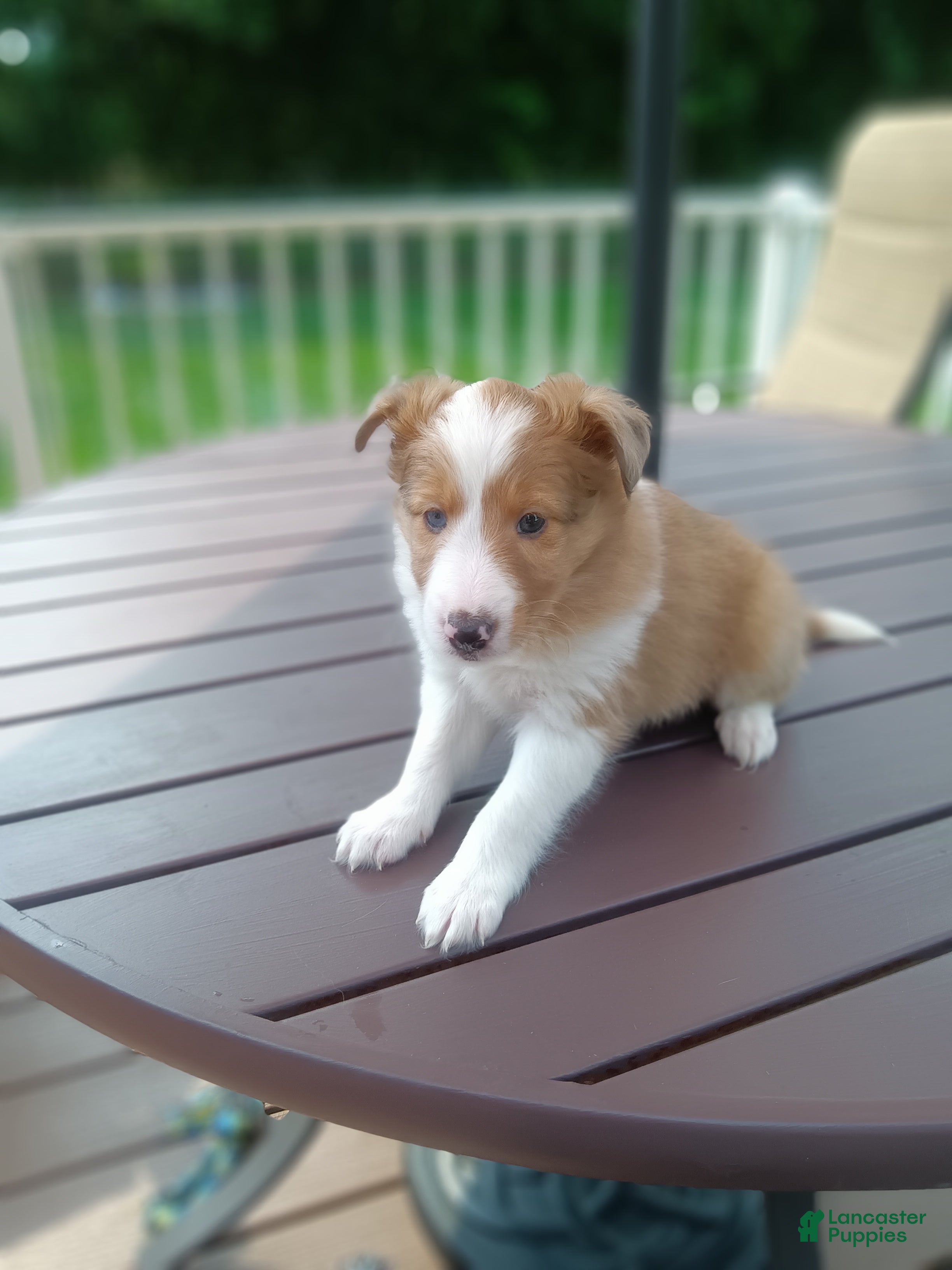 Shetland Sheepdog dogs Shetland Sheepdog 2 - Ad 2