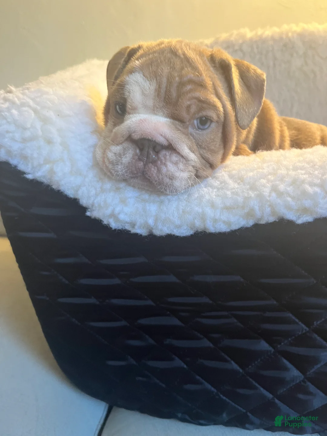 English Bulldog dogs for sale: English Bulldog Puppy 6 - Ad 1
