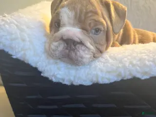 English Bulldog dogs English Bulldog Puppy 6 - Ad 39