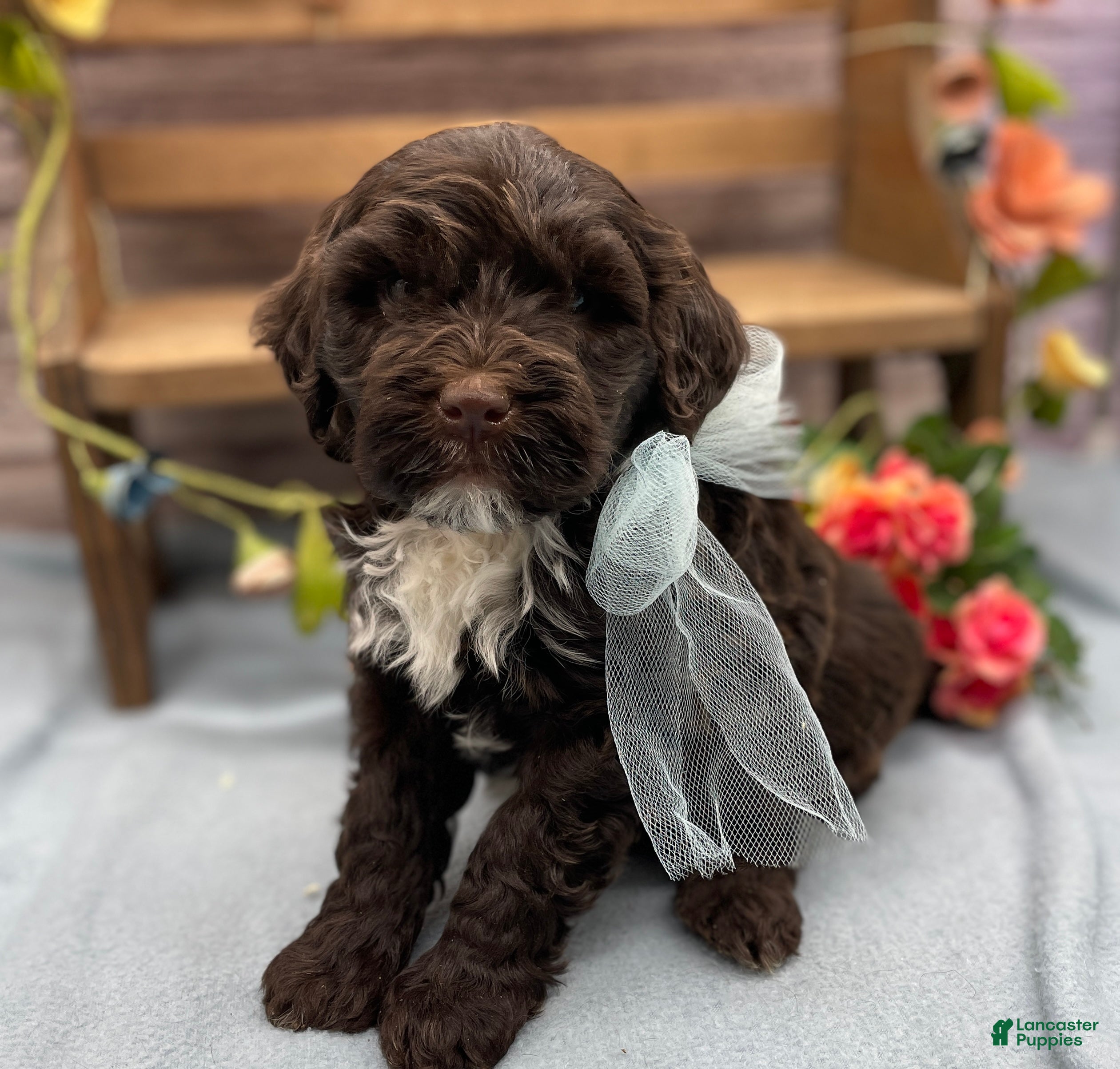 Portuguese Water Dog dogs Benny - Ad 1