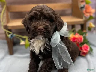 Portuguese Water Dog dogs for sale: Benny - Ad 1