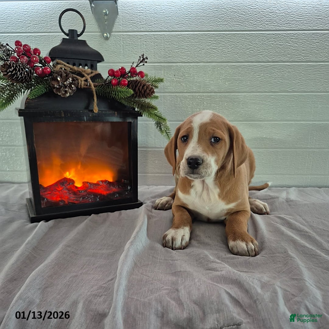 Mixed Breed dogs for sale: Hickory - Ad 1