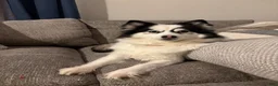 Pomsky dogs for sale: Violet - Ad 5