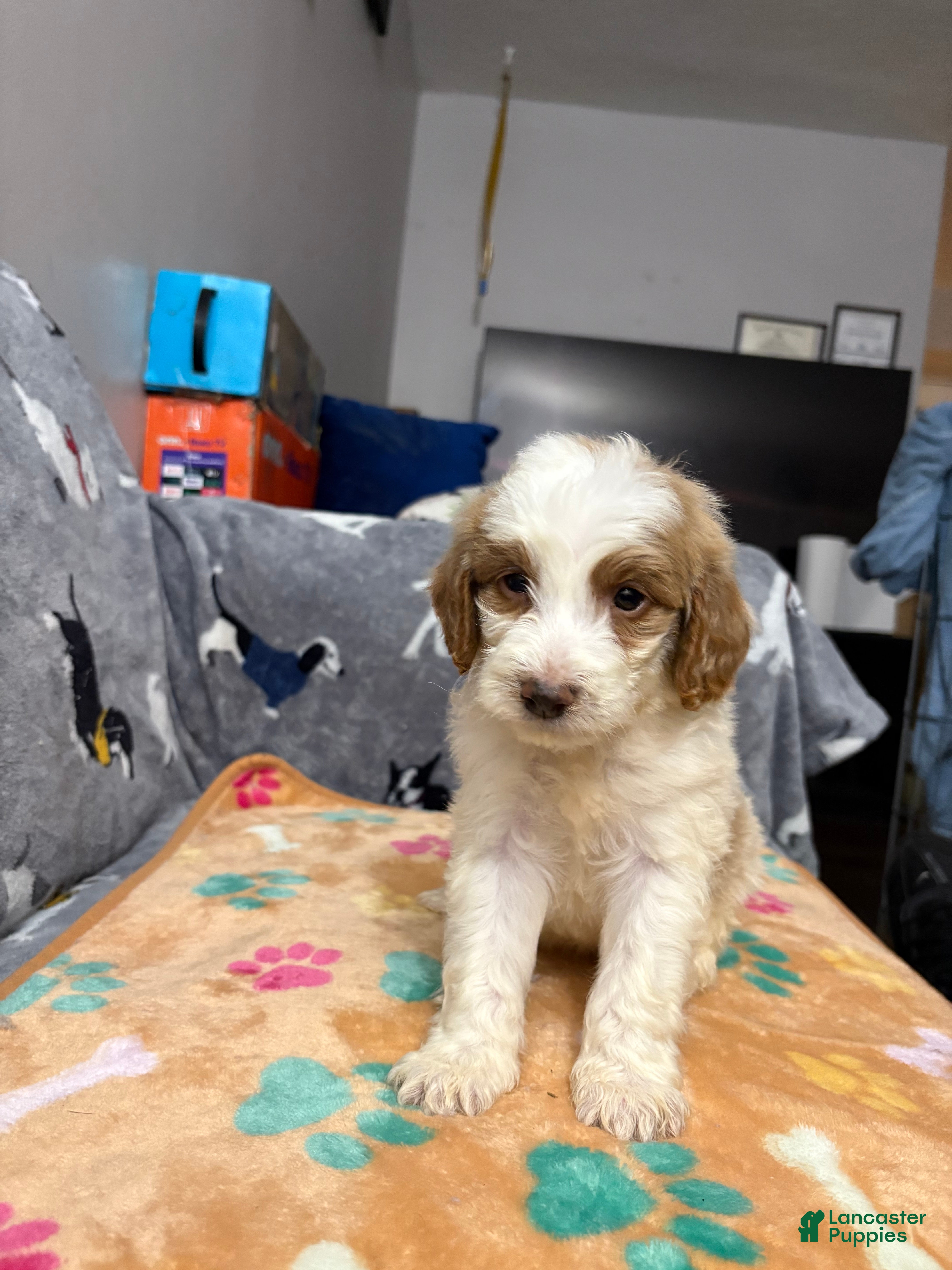 Labradoodle dogs Prince - Ad 13