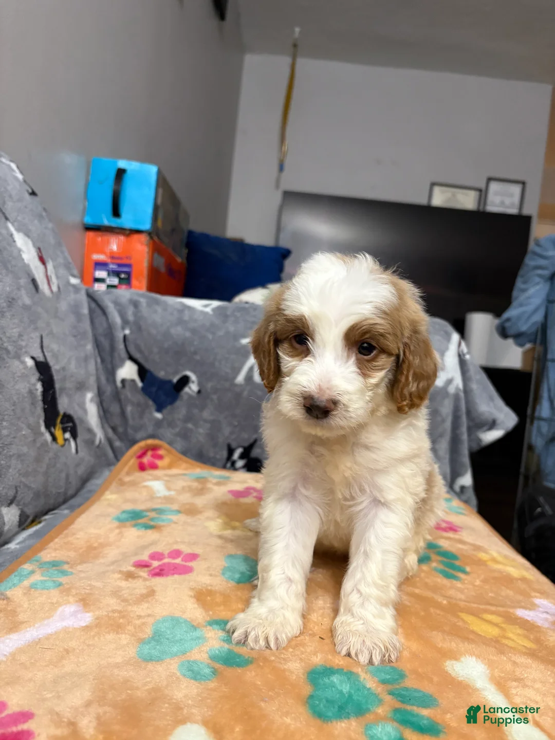 Labradoodle dogs for sale: Prince - Ad 1