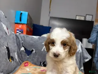 Labradoodle dogs Prince - Ad 13