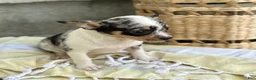 Chihuahua dogs for sale: Rosie - Ad 5