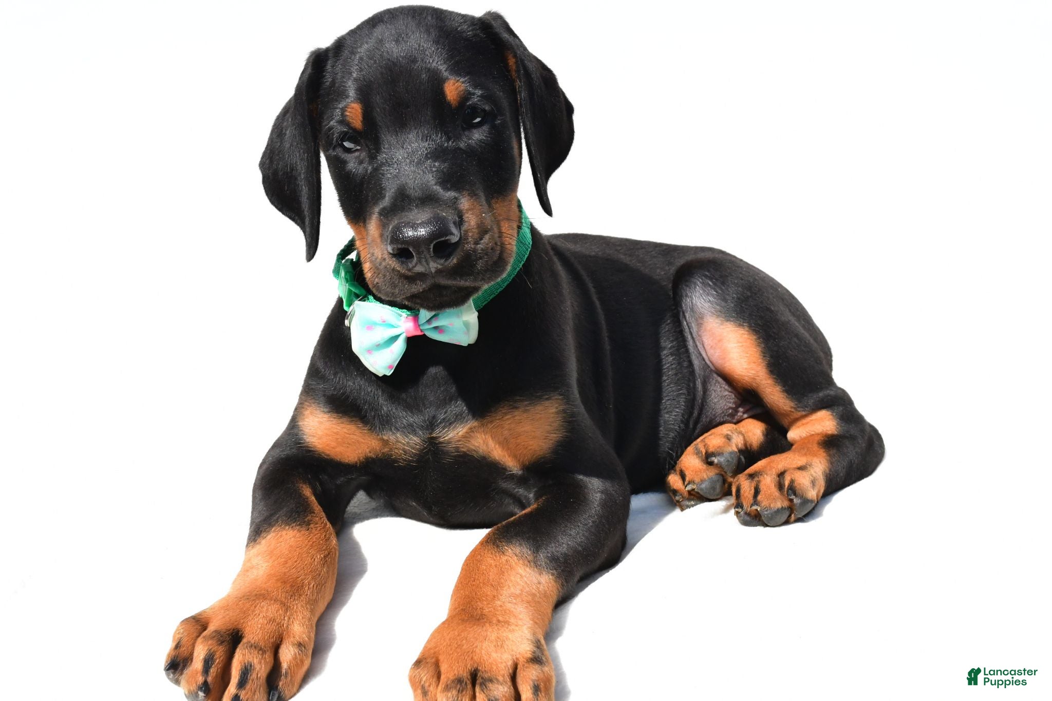Doberman Pinscher dogs Barney - Ad 1